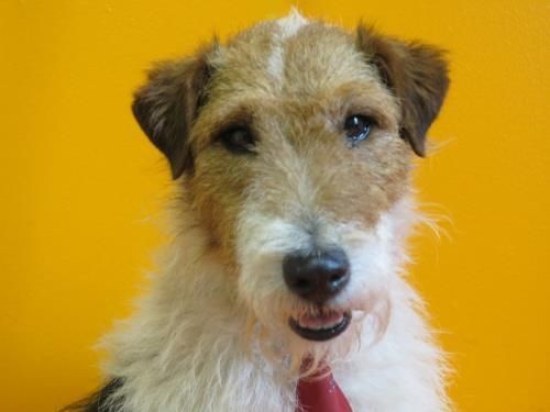 crbst_MILOU_207_20ans