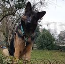 th_crbst_LASKO_20BA_201AN
