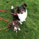 th_crbst_LOKI_20ET_20LAIKA