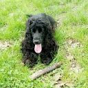 th_crbst_MACHA_202ANS_20COCKER_20ANGLAIS