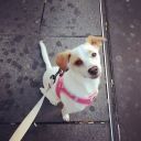th_crbst_leeloo_20croise