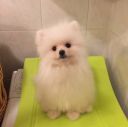 th_crbst_lilou_202
