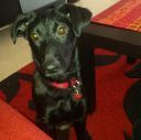 th_crbst_louna