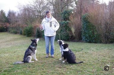 Education canine Paris