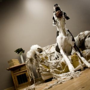 Comportement chien Ile de France